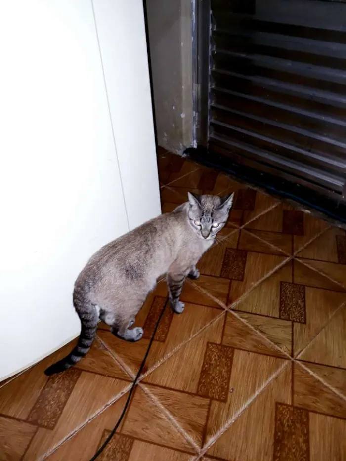 Gato ra a Varias idade 1 ano nome Varios