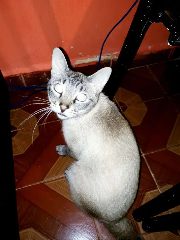 Gato ra a Varias idade 1 ano nome Varios