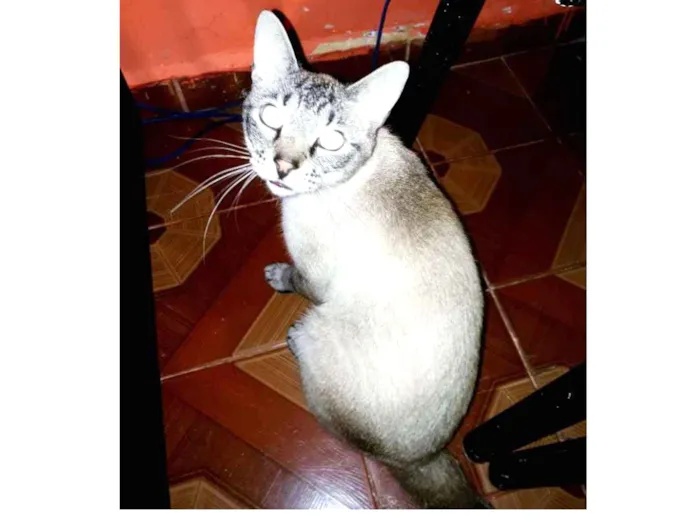 Gato ra a Varias idade 1 ano nome Varios