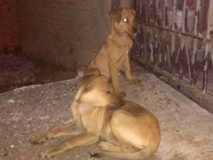 Cachorro ra a Vira lata idade 2 a 6 meses nome Não tem 