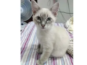 Gato raça  idade 2 a 6 meses nome Soneca 