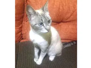 Gato raça Sem raça definida idade 1 ano nome Mel 