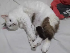 Gato raça Crd idade 6 ou mais anos nome Kinha