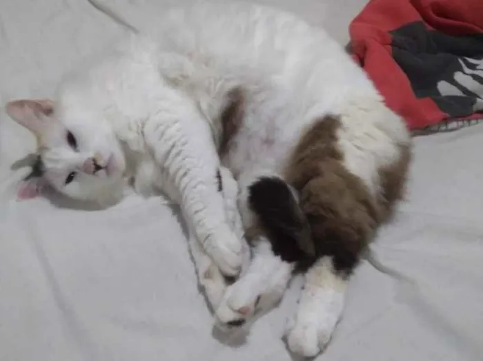 Gato ra a Crd idade 6 ou mais anos nome Kinha