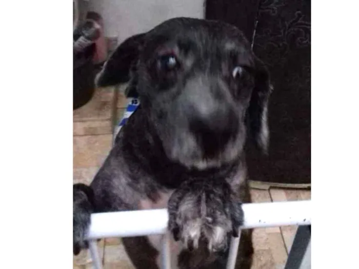 Cachorro ra a podle idade 6 ou mais anos nome Floquinho