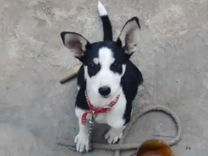 Cachorro raça Vira-lata idade 2 a 6 meses nome Pandora