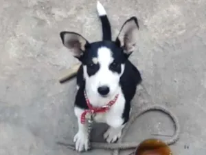 Cachorro raça Vira-lata idade 2 a 6 meses nome Pandora