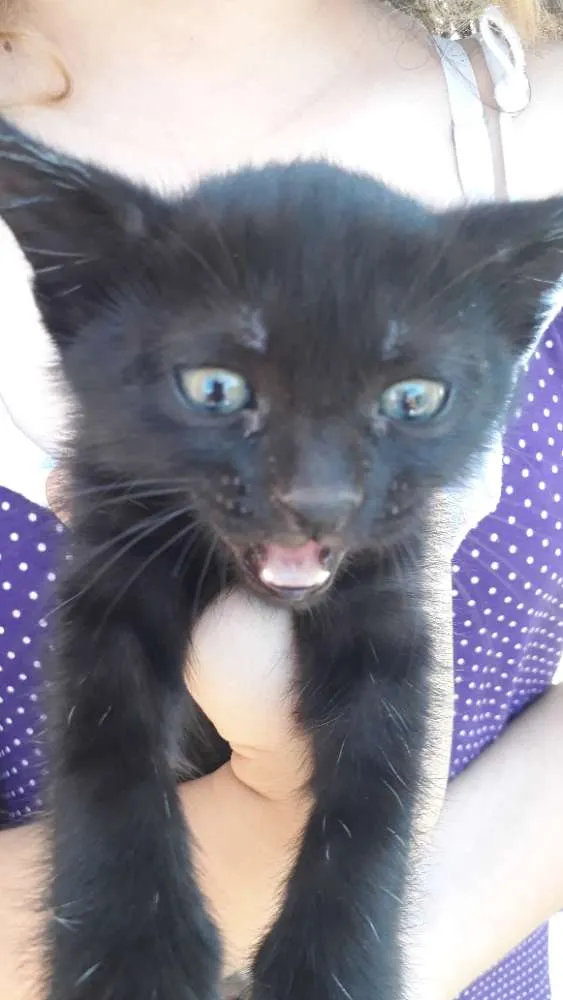 Gato raça Sem raça definida idade Abaixo de 2 meses nome Chocolate