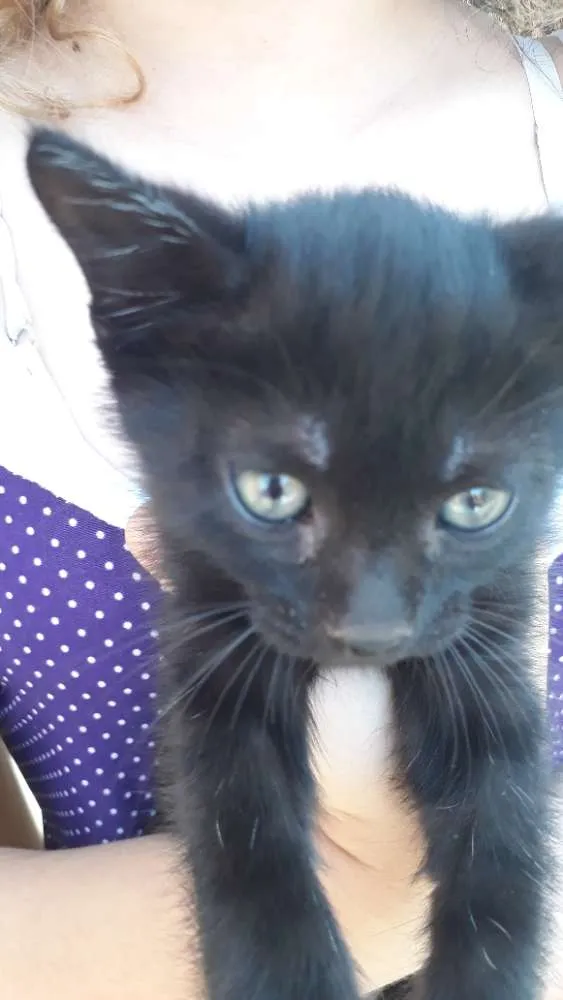 Gato raça Sem raça definida idade Abaixo de 2 meses nome Chocolate