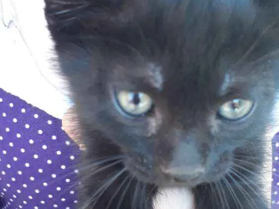 Gato raça Sem raça definida idade Abaixo de 2 meses nome Chocolate