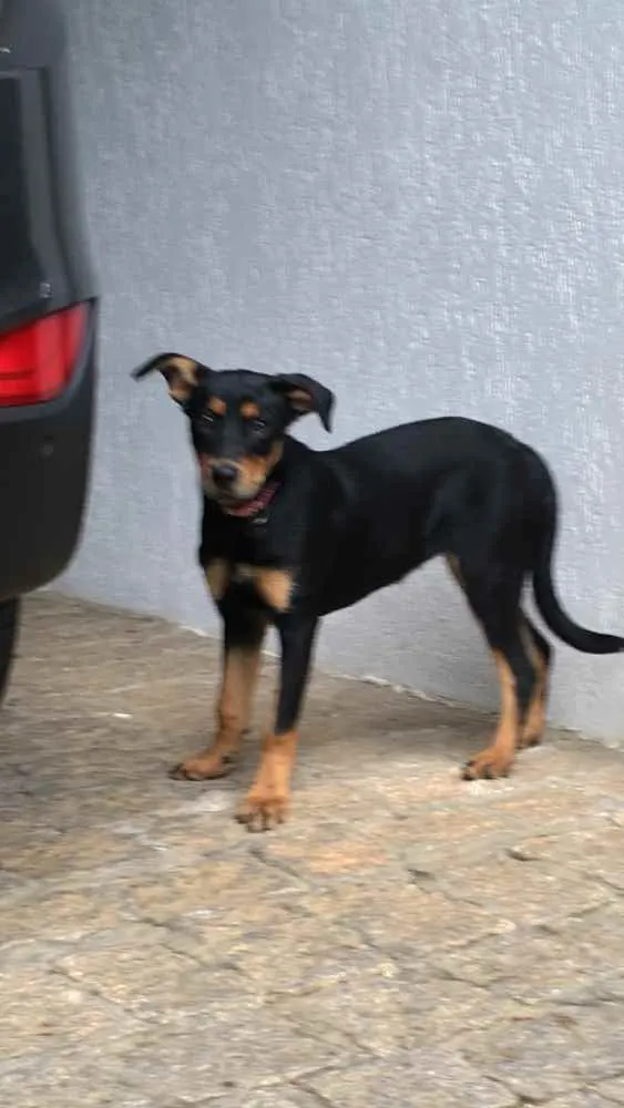 Cachorro ra a SRS idade 2 a 6 meses nome Zara