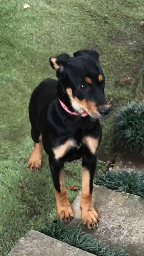 Cachorro ra a SRS idade 2 a 6 meses nome Zara