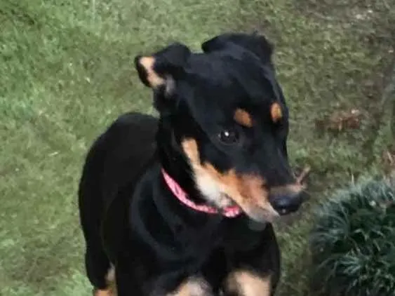 Cachorro ra a SRS idade 2 a 6 meses nome Zara