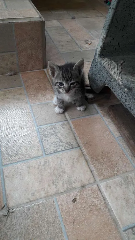 Gato raça  idade Abaixo de 2 meses nome Sem nome