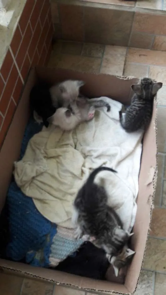 Gato raça  idade Abaixo de 2 meses nome Sem nome