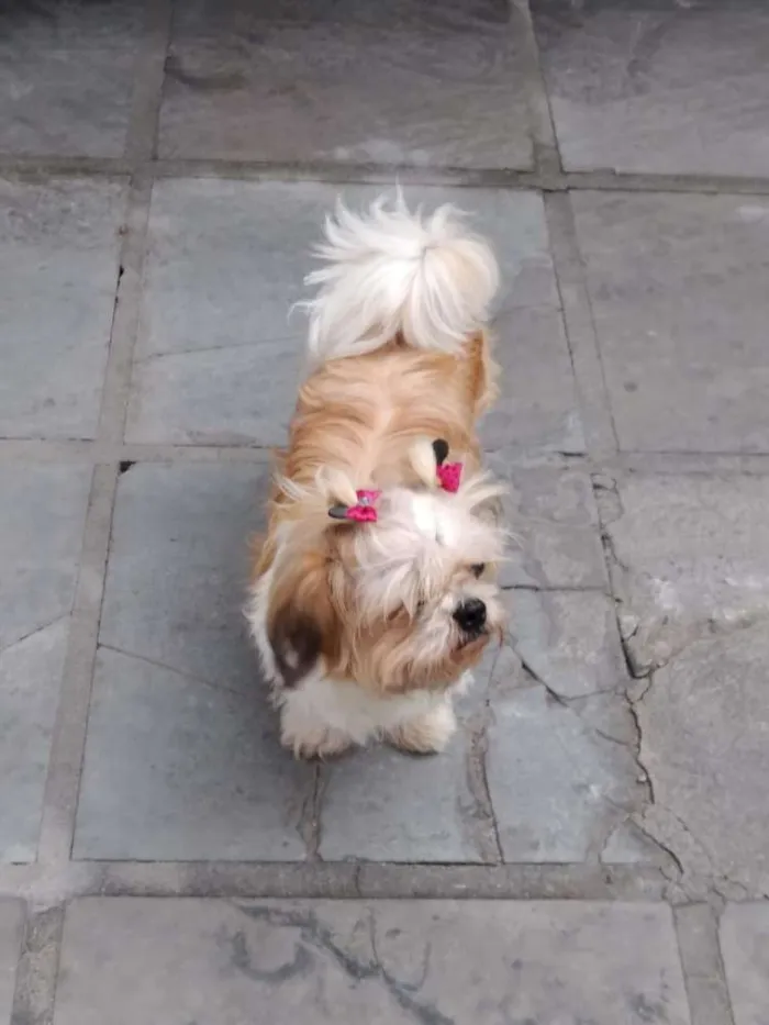 Cachorro ra a Shitzu  idade 4 anos nome Laika