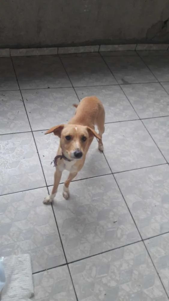 Cachorro ra a Vira lata idade 7 a 11 meses nome Nina