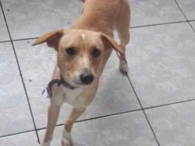 Cachorro ra a Vira lata idade 7 a 11 meses nome Nina