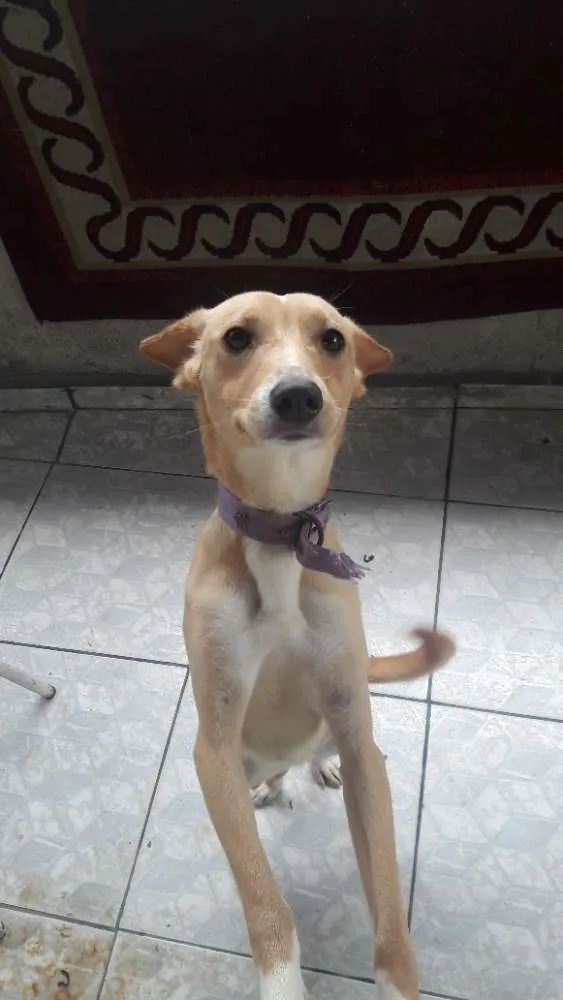 Cachorro ra a Vira lata idade 7 a 11 meses nome Nina