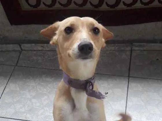 Cachorro ra a Vira lata idade 7 a 11 meses nome Nina