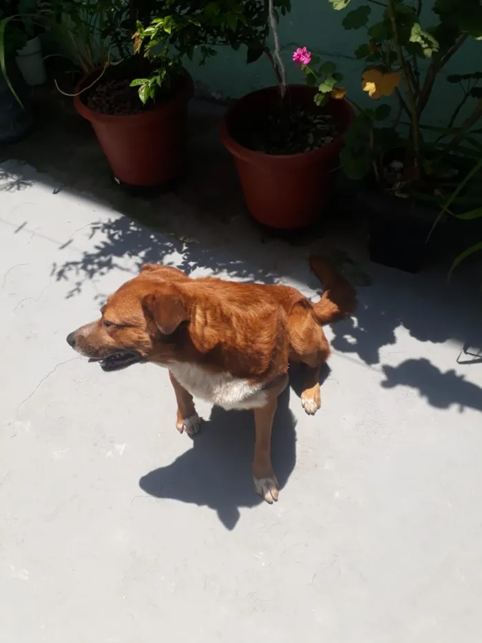 Cachorro ra a Indefinida  idade 5 anos nome Banze 