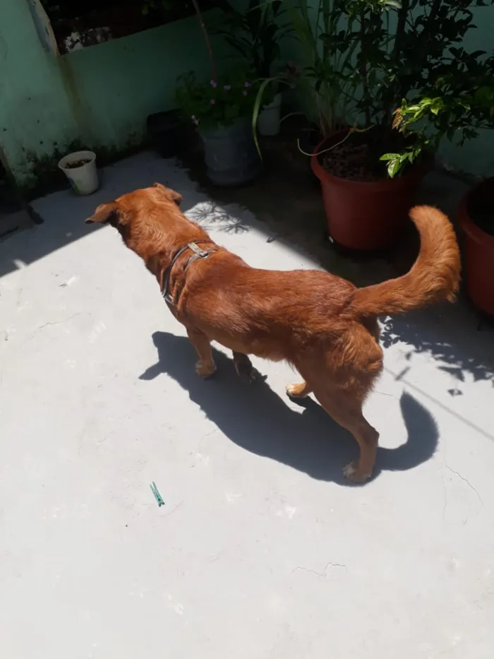 Cachorro ra a Indefinida  idade 5 anos nome Banze 