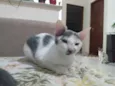 Miá, Marrie e Nina