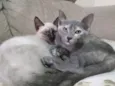 Miá, Marrie e Nina