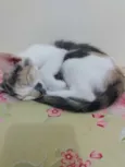 Miá, Marrie e Nina