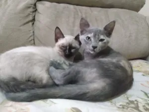 Gato raça SRD idade 2 a 6 meses nome Miá, Marrie e Nina