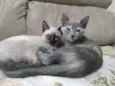 Miá, Marrie e Nina