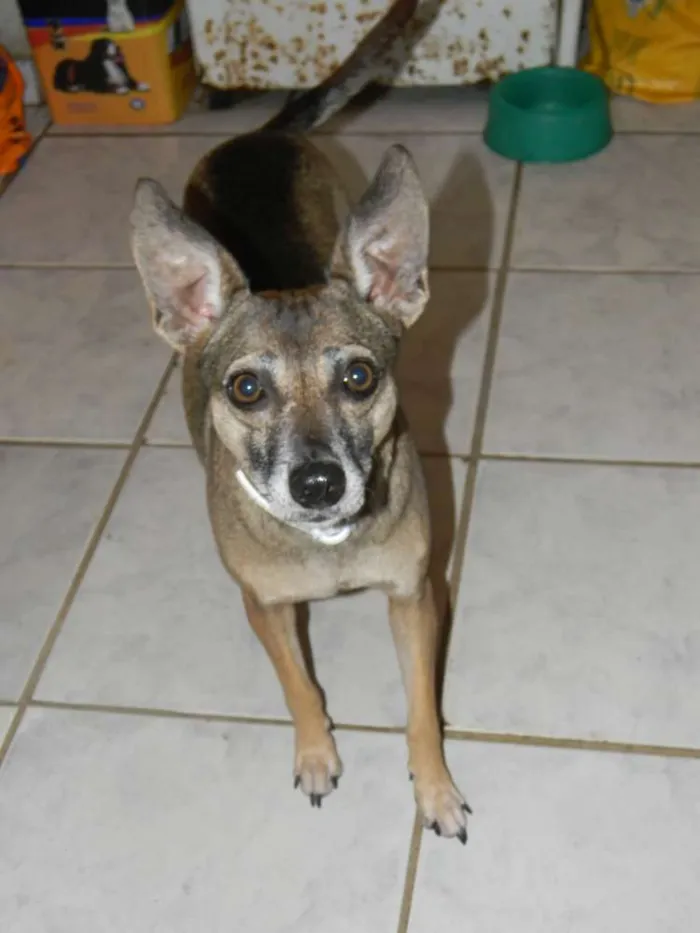 Cachorro ra a Srd idade 5 anos nome Lilla