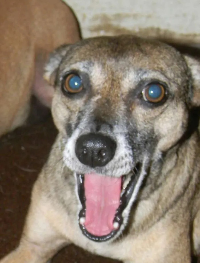 Cachorro ra a Srd idade 5 anos nome Lilla
