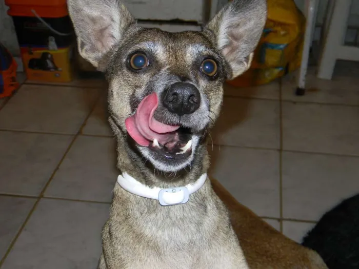 Cachorro ra a Srd idade 5 anos nome Lilla