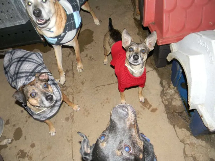 Cachorro ra a Srd idade 5 anos nome Lilla