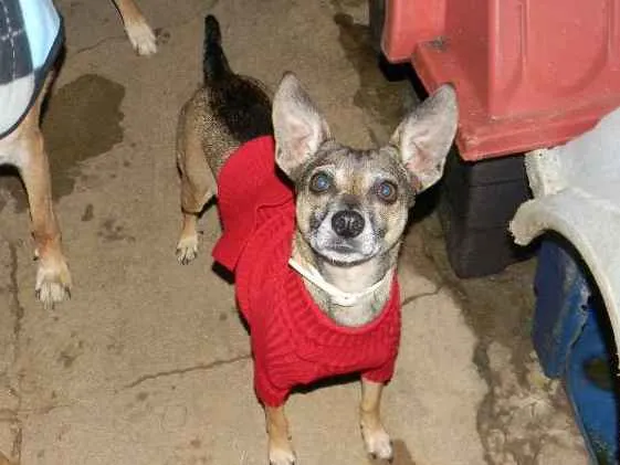 Cachorro ra a Srd idade 5 anos nome Lilla
