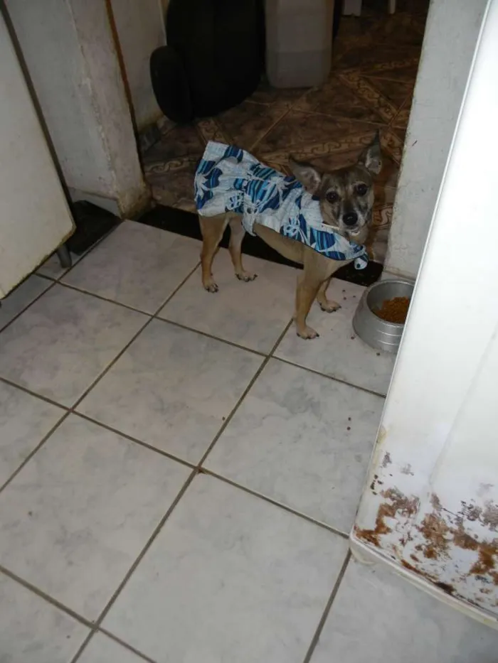 Cachorro ra a Srd idade 5 anos nome Lilla
