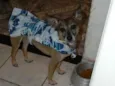 Lilla
