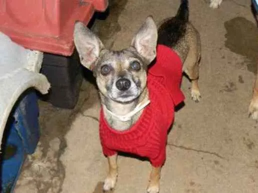 Cachorro ra a Srd idade 5 anos nome Lilla