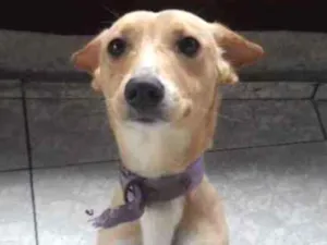Cachorro raça Vira lata idade 7 a 11 meses nome Nina