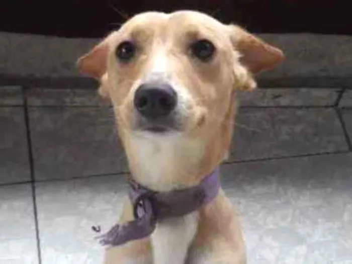 Cachorro ra a Vira lata idade 7 a 11 meses nome Nina