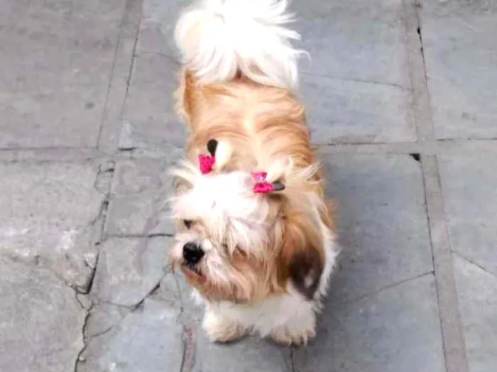 Cachorro ra a Shitzu  idade 4 anos nome Laika