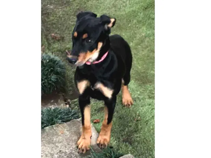 Cachorro ra a SRS idade 2 a 6 meses nome Zara