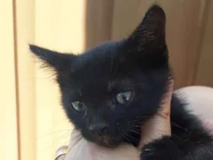 Gato raça Sem raça definida idade Abaixo de 2 meses nome Chocolate