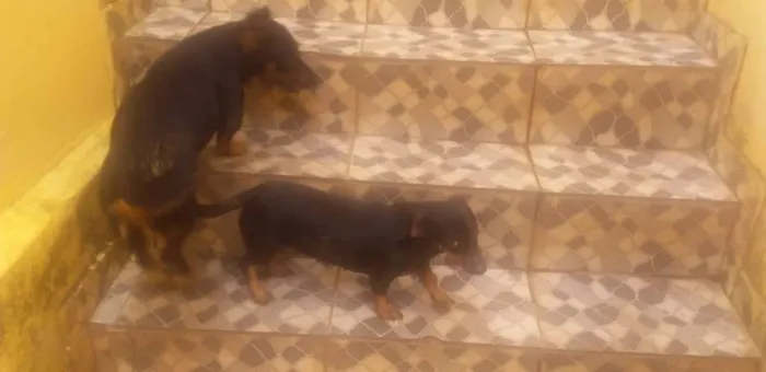 Cachorro ra a Cofap idade 6 ou mais anos nome Bob e Mel 