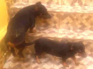 Cachorro raça Cofap idade 6 ou mais anos nome Bob e Mel 