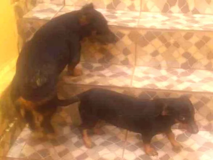 Cachorro ra a Cofap idade 6 ou mais anos nome Bob e Mel 