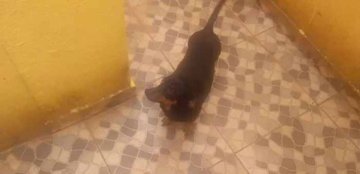 Cachorro ra a Cofap idade 6 ou mais anos nome Bob e Mel 