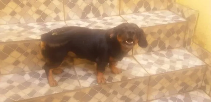 Cachorro ra a Cofap idade 6 ou mais anos nome Bob e Mel 