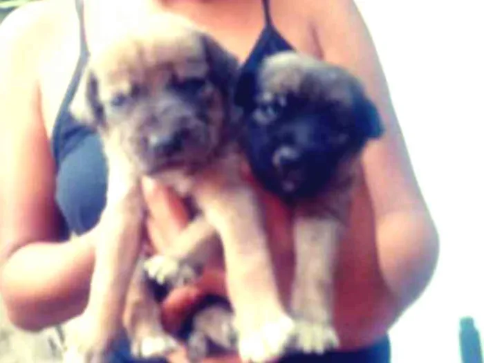 Cachorro raça Vira lata idade Abaixo de 2 meses nome Sem nomes